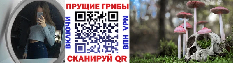 Галлюциногенные грибы Psilocybine cubensis Коряжма